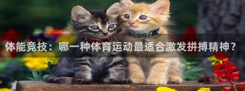 杏宇代理：体能竞技：哪一种体育运动最适合激发拼搏精神？